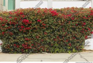 Photo Textures of Hedge